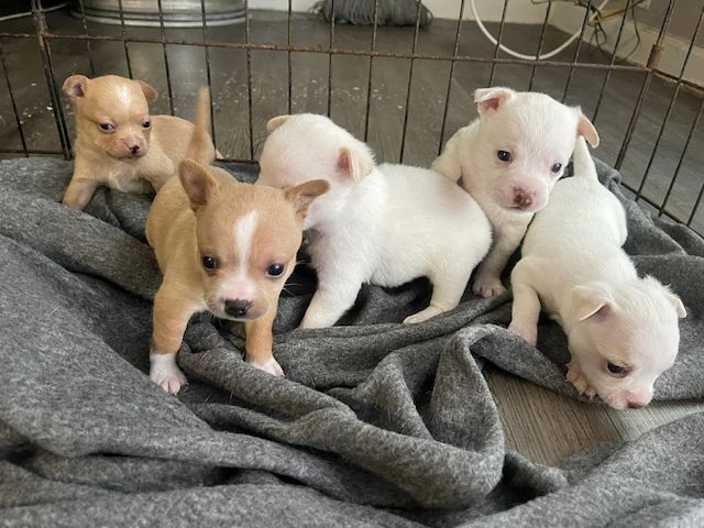 Super süße MINI chihuahua welpen mit Papieren *