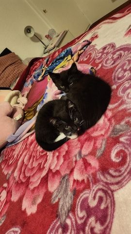 Baby Katze