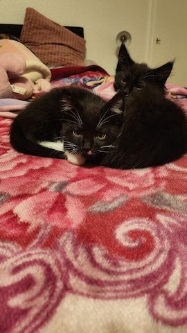 Baby Katze