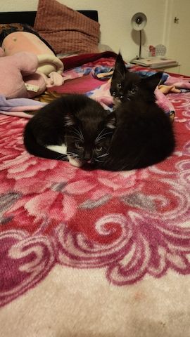 Baby Katze