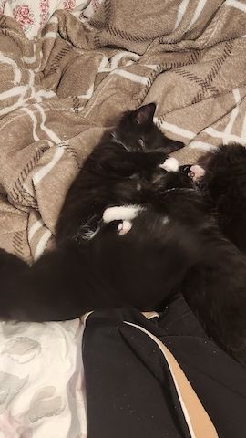 Baby Katze
