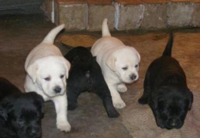 Labrador welpen mit Ahnentafel