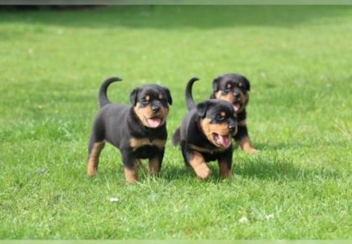 Super Erhältlich ADRK Rottweiler welpen Abzugeben