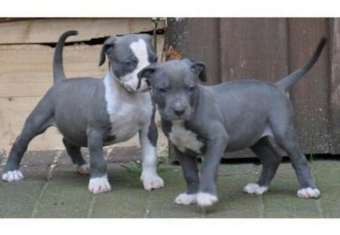 Süße Pitbull Welpen