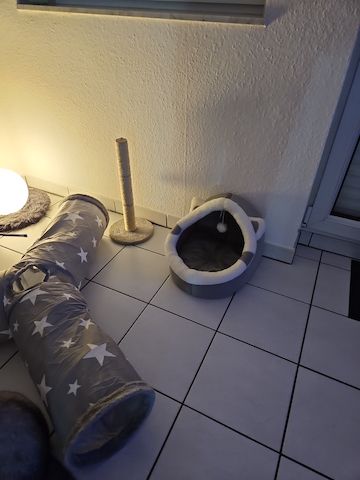 Süsse BKH Kätzchen