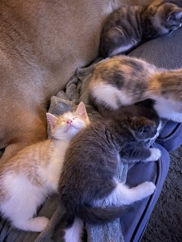Maine Coon Mix