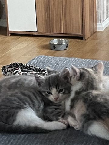 Maine Coon Mix