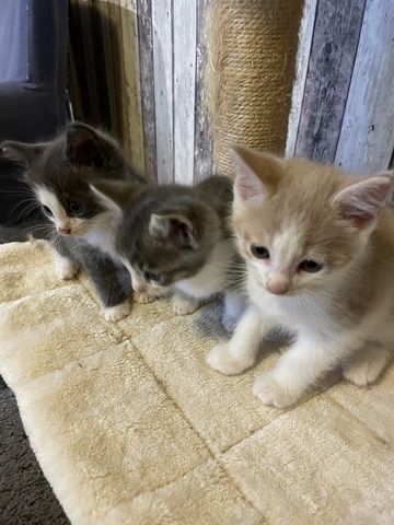 Maine Coon Mix