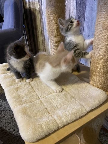 Maine Coon Mix