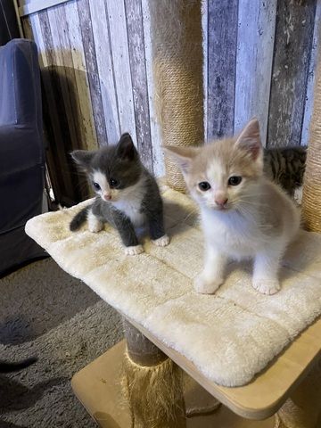 Maine Coon Mix