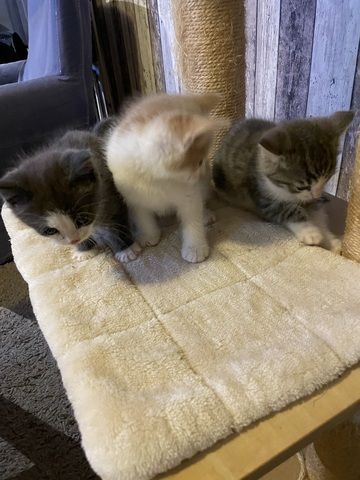 Maine Coon Mix