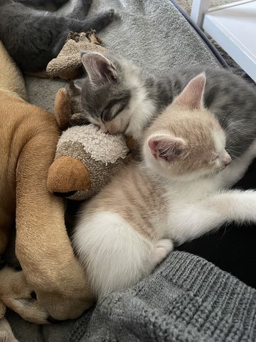Maine Coon Mix