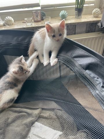 Maine Coon Mix