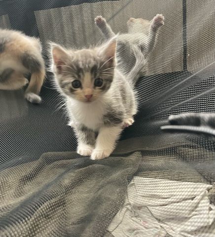 Maine Coon Mix