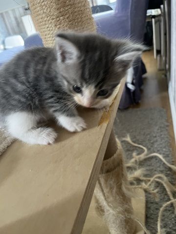 Maine Coon Mix