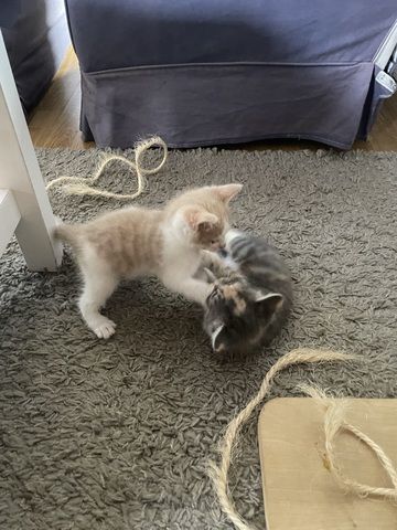 Maine Coon Mix
