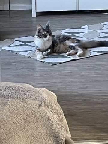 Maine Coon Mix