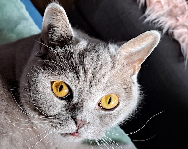 BKH Kater kastriert, gesund ein Traum