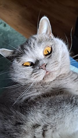 BKH Kater kastriert, gesund ein Traum