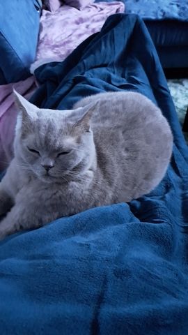 BKH Kater kastriert, gesund ein Traum