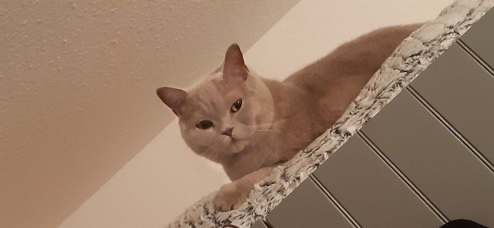 BKH Kater kastriert, gesund ein Traum
