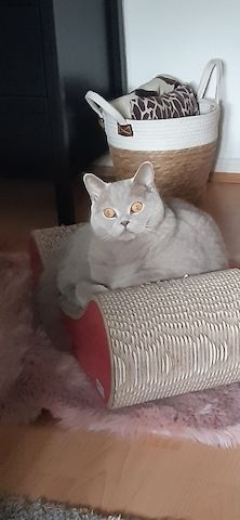 BKH Kater kastriert, gesund ein Traum