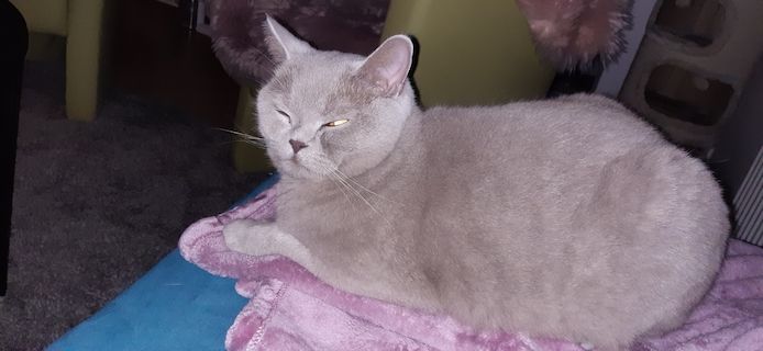 BKH Kater kastriert, gesund ein Traum