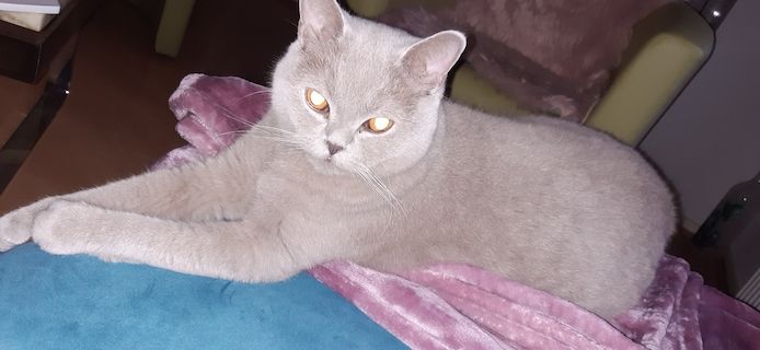 BKH Kater kastriert, gesund ein Traum