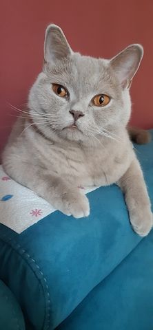 BKH Kater kastriert, gesund ein Traum