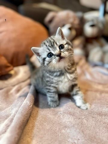 British Katze