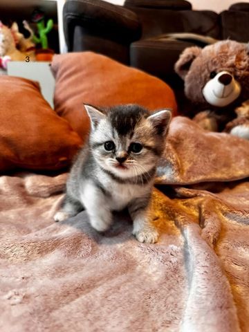 British Katze