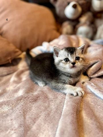 British Katze