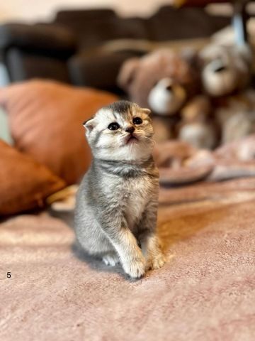 British Katze