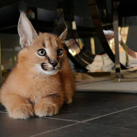 Savannah-Katzen Serval und Caracal