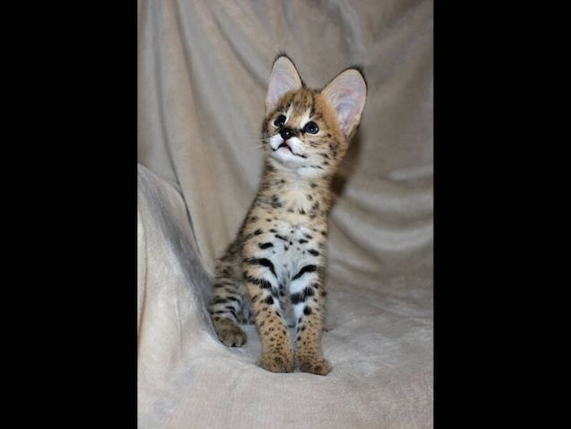 Savannah-Katzen Serval und Caracal