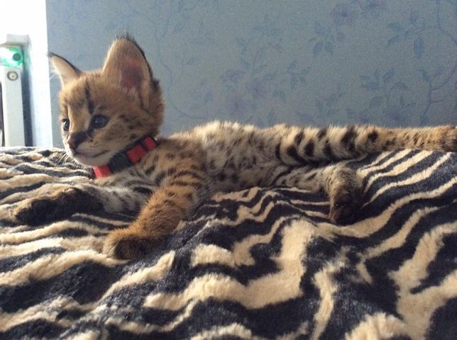 Savannah-Katzen Serval und Caracal