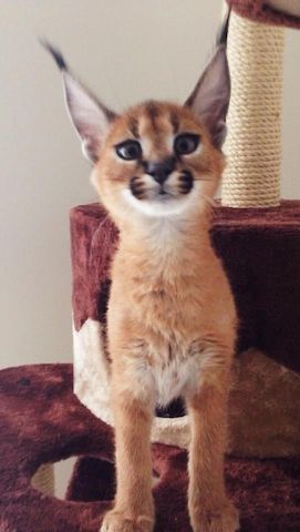 Savannah-Katzen Serval und Caracal