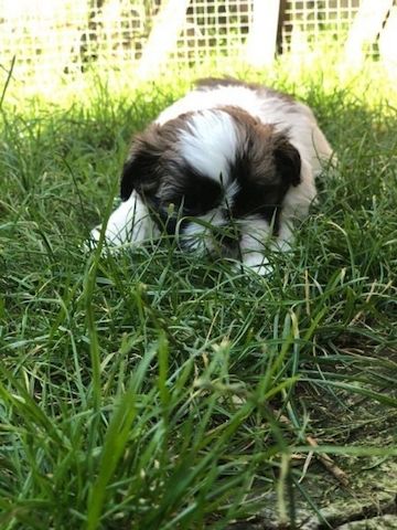 süße Shih-Tzu Welpen suchen ein neues Zuhause