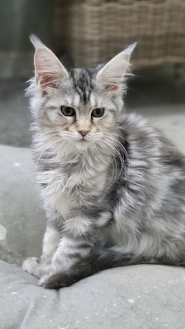 Wir haben wunderschöne Maine-Coon-Kätzchen