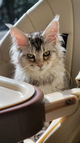 Wir haben wunderschöne Maine-Coon-Kätzchen
