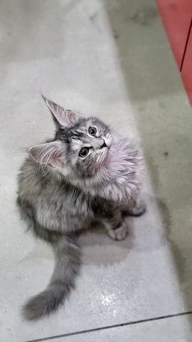 Wir haben wunderschöne Maine-Coon-Kätzchen