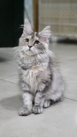 Wir haben wunderschöne Maine-Coon-Kätzchen