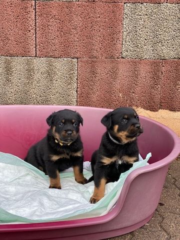 Vielversprechende ADRK Rottweiler Welpen aus Leistungszucht