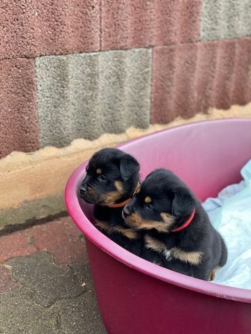 Vielversprechende ADRK Rottweiler Welpen aus Leistungszucht