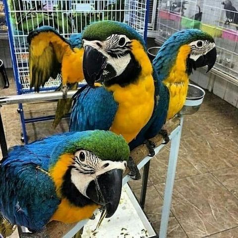 Blaues und goldenes Ara-WHATSAPP: +4915217519768