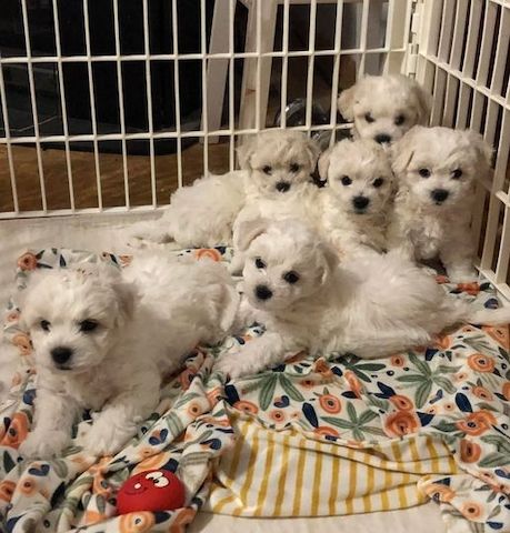 Bichon Frise-WHATSAPP..+4915510348975