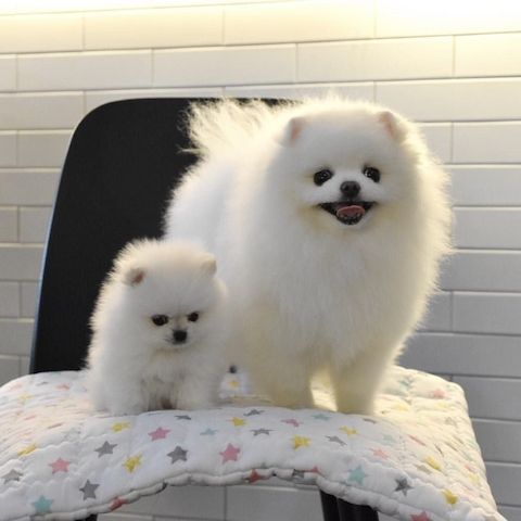 Mini Pomeranian-WHATSAPP:+4915510348975