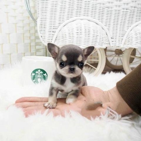 MINI chihuahua-WHATSAPP: +4915510348975
