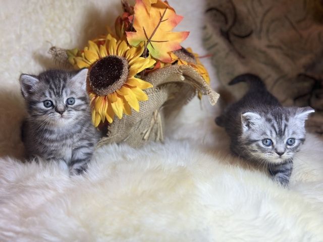 Wunderschöne BKH Kitten mit Stammbaum