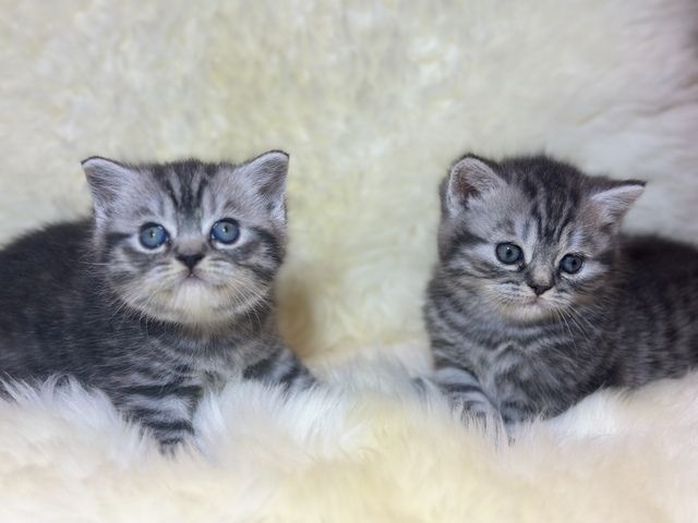Wunderschöne BKH Kitten mit Stammbaum